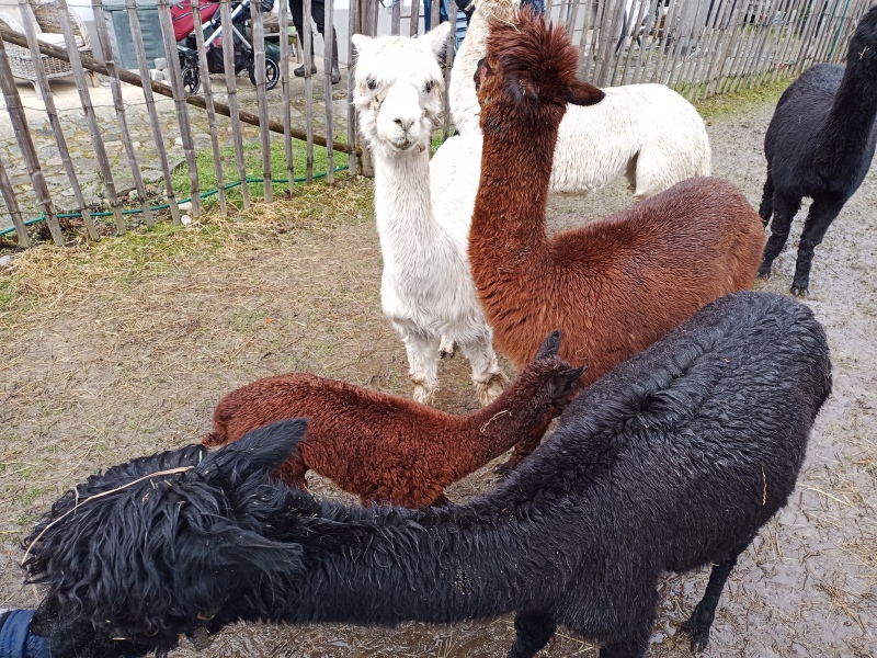 Skaliertes Bild IMG_20240324_115006_759.jpg 