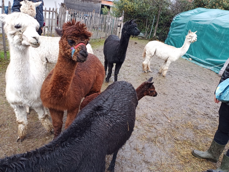 Skaliertes Bild IMG_20240324_115009_324.jpg 