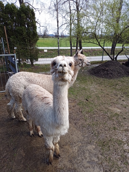 Skaliertes Bild IMG_20240324_115944_075.jpg 